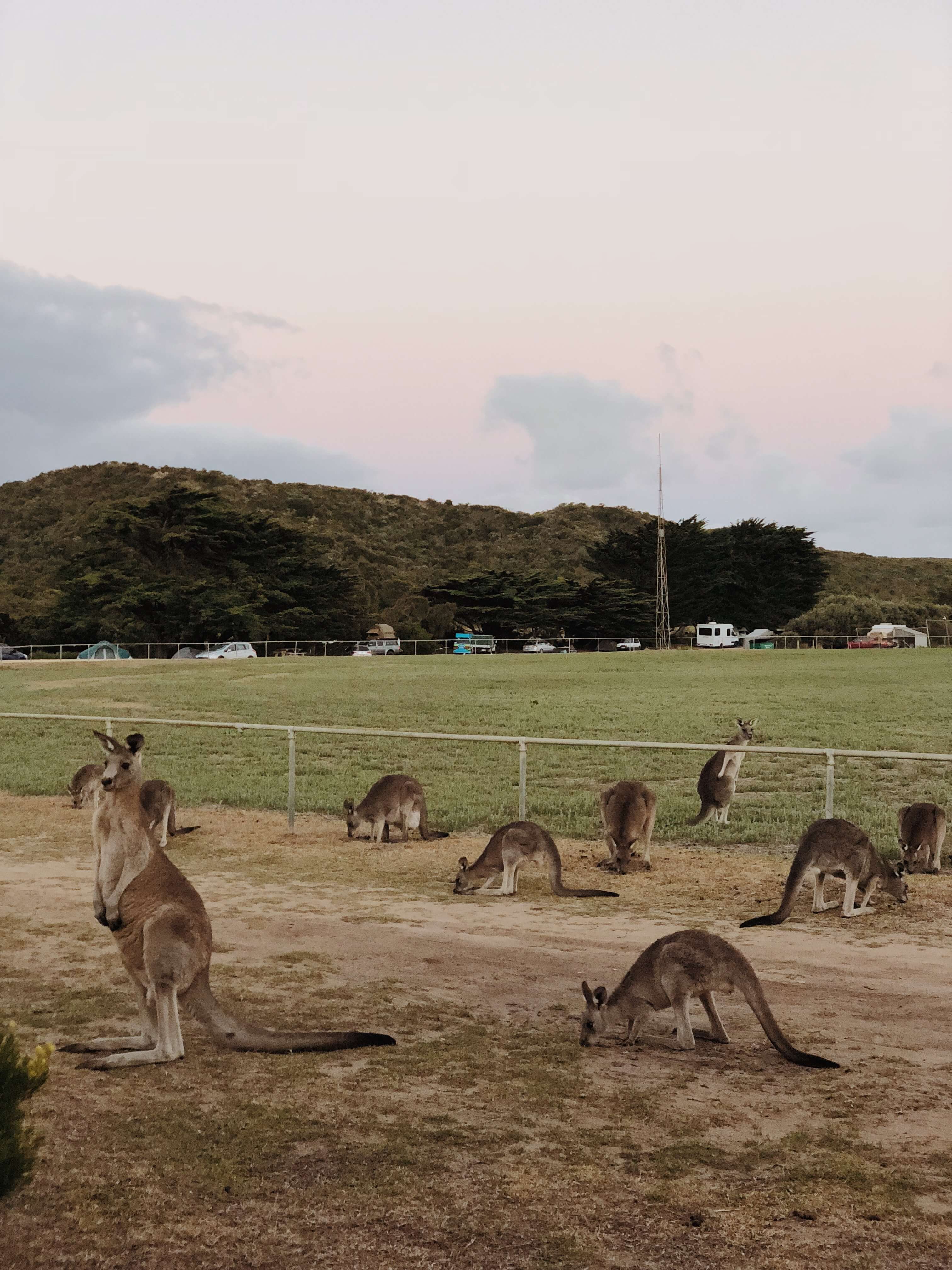 Szukając kangurów