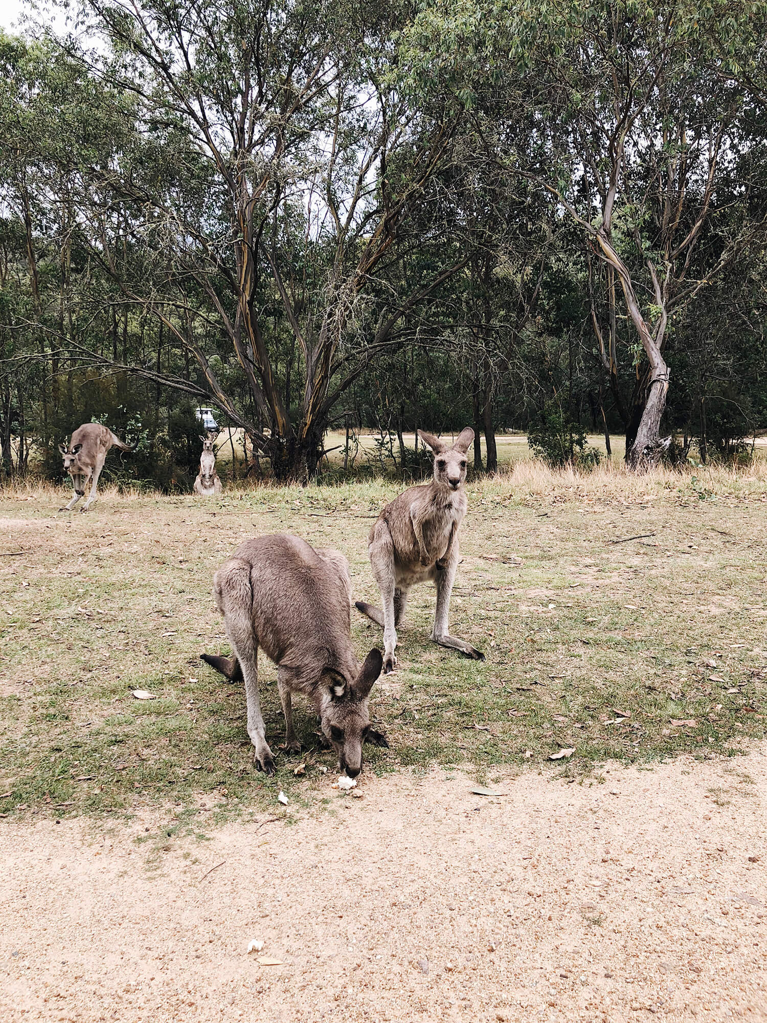 Szukając kangurów