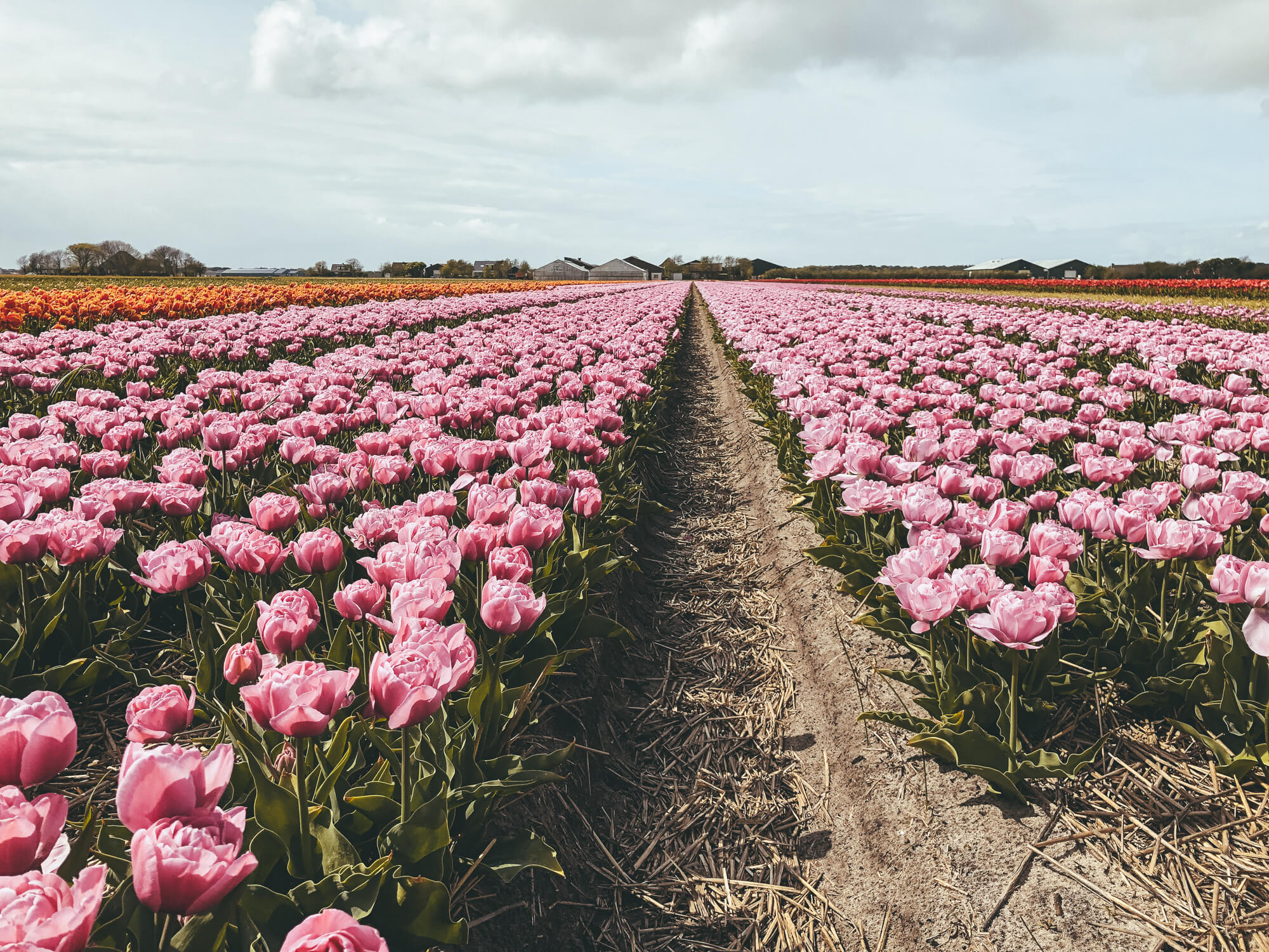 Pola tulipanów, Holandia