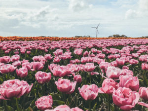 Pola tulipanów, Holandia