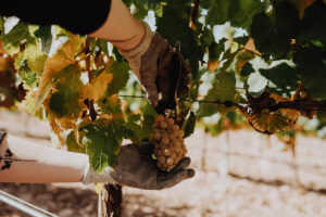 Zbiory winogron w regionie La Rioja w Hiszpanii