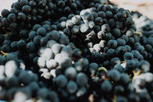 Zbiory winogron, La Rioja